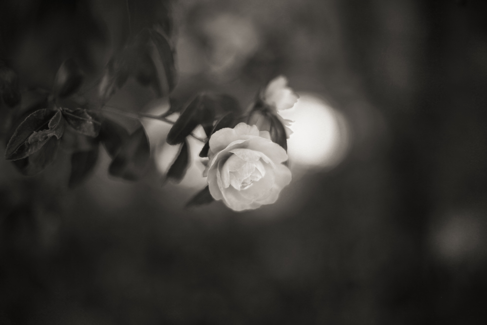 Camellia_was_in_bloom_monochrome