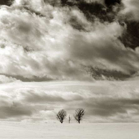 three-trees4.jpg
