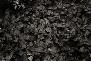 The grass growing beside the road