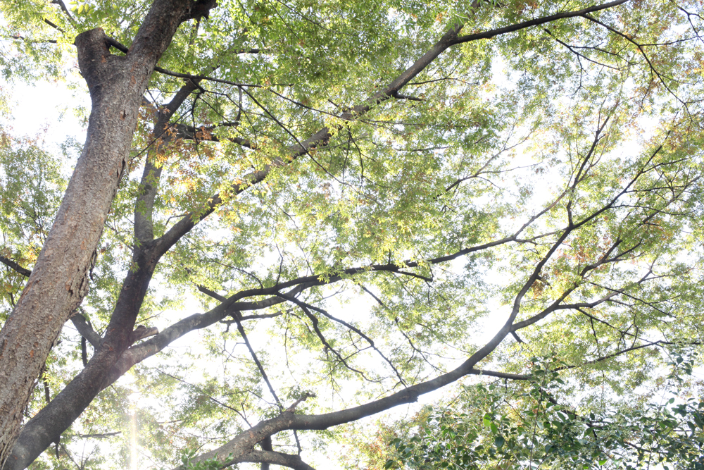 神田川沿いの緑